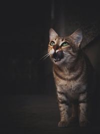 Portrait of cat at night