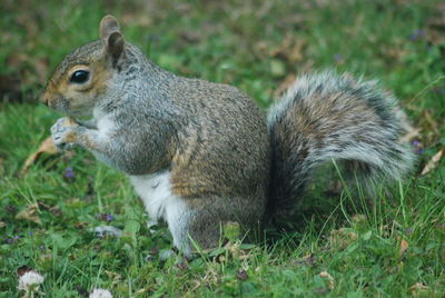 Close-up of squirrel