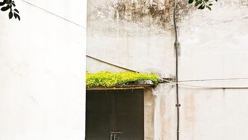 Close-up of potted plant against wall of building