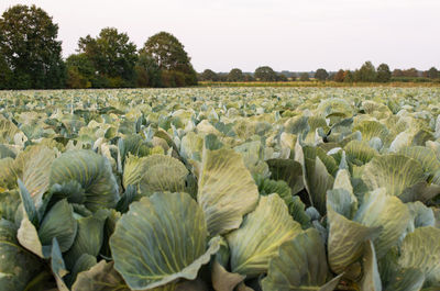 Cabbage field in the cabbage growing