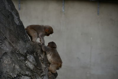 Monkeys sitting outdoors