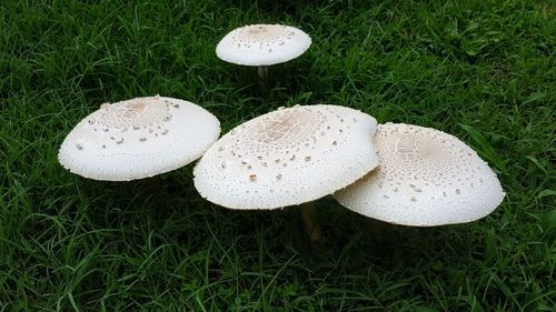 Close-up of mushroom growing on field