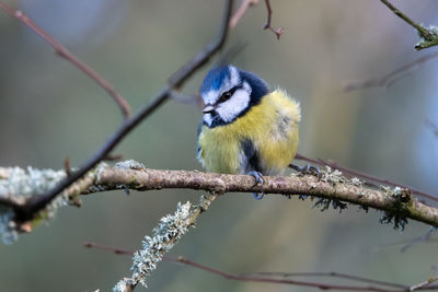 Close-up of bird perching on branch