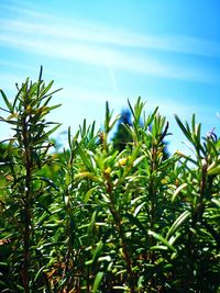 Low angle view of plants against blue sky