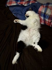 Close-up of dog sleeping on sofa