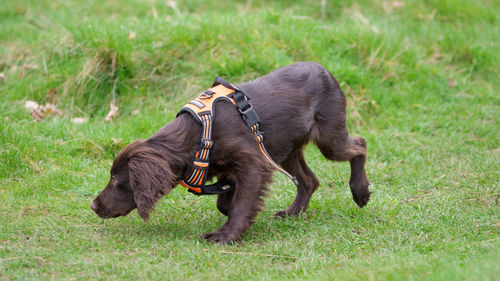 Black dog lying on land