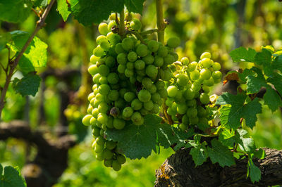 Grapes growing in vineyard