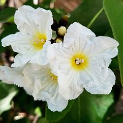 Close-up of flower