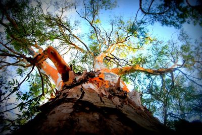 Low angle view of tree trunk