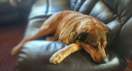 Close-up of a dog sleeping