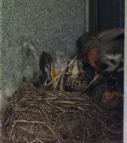 Close-up of birds in nest