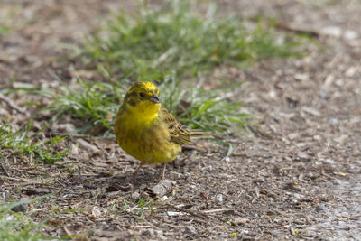 Close-up of bird perching on a field