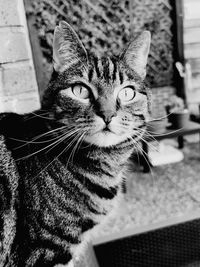 Close-up portrait of a cat