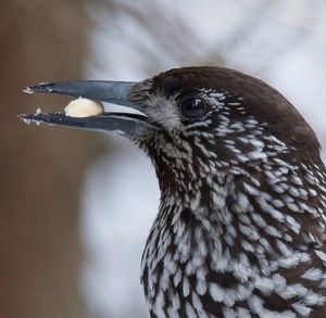 Close-up of a bird