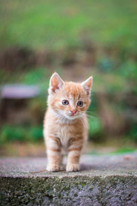 Portrait of kitten on ground