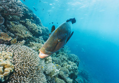 Fish swimming in sea