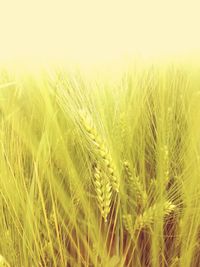 Close-up of crop in field