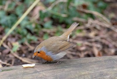 Close-up of bird perching on wood