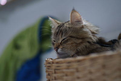 Close-up of a cat looking away sitting in a basket 