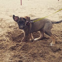 Sheep grazing on field
