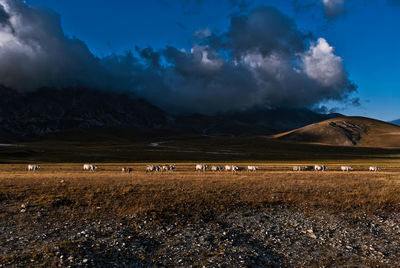Row of cattle moving on a high plateau under a stormy sky