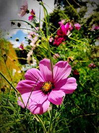 Close-up of pink cosmos flowers blooming on field