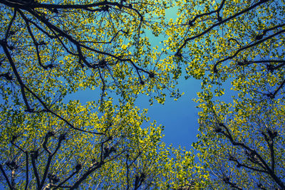 Low angle view of trees