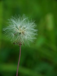 Close-up of dandelion flower