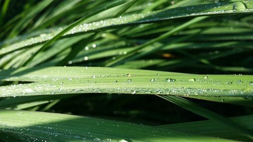 Close-up of water drops on leaf