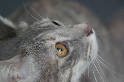 Close-up portrait of cat