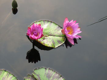 High angle view of pink lotus water lilies blooming in pond