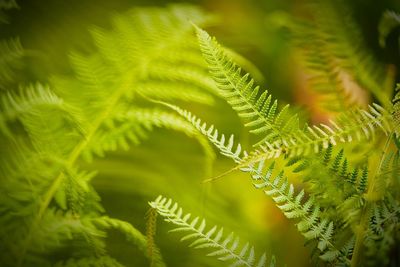 Close-up of green leaves