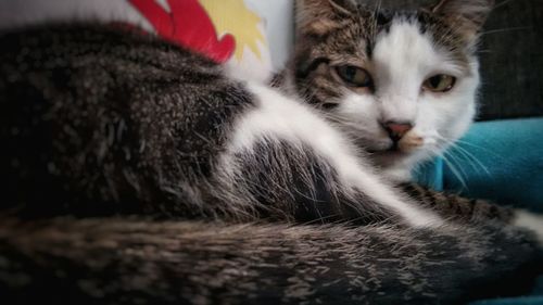 Close-up portrait of cat