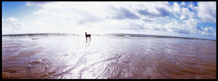 Rear view of man standing in sea against sky