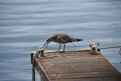 Seagulls perching on wooden post