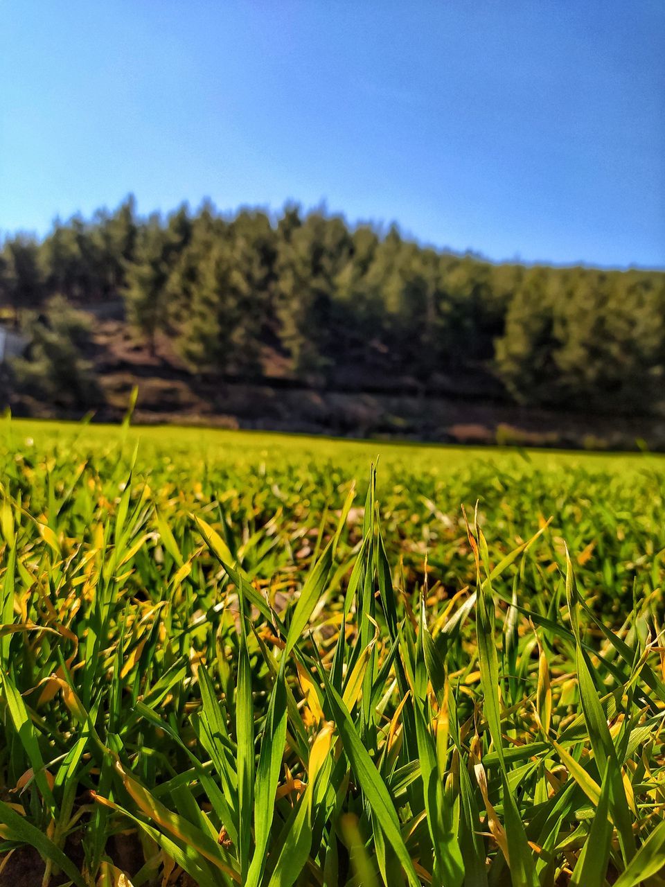 VIEW OF FIELD AGAINST SKY