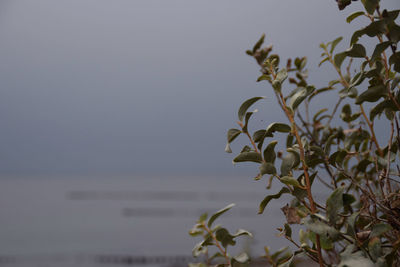 Close-up of plant against sea