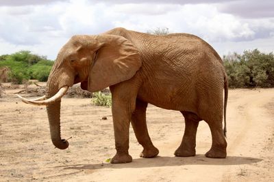 Side view of elephant