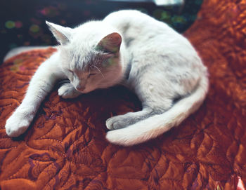 High angle view of cat sleeping