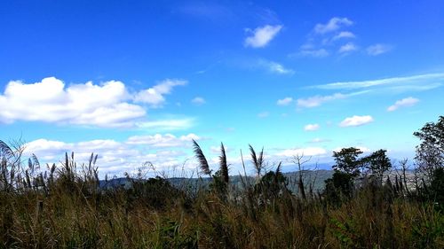 Plants growing on landscape against blue sky