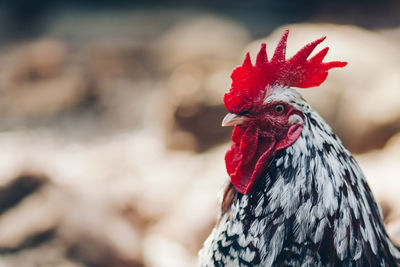 Close-up of rooster