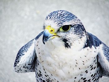 Close-up portrait of a bird