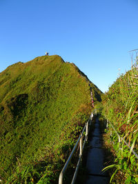 Footpath amidst plants against clear sky