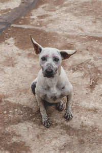 Portrait of dog on sand at beach