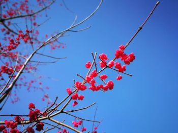 Low angle view of flowering tree against clear blue sky