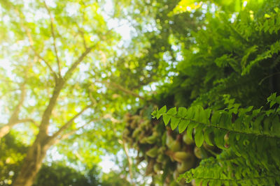 Low angle view of leaves on tree in forest