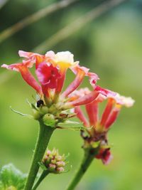 Close-up of red flowers
