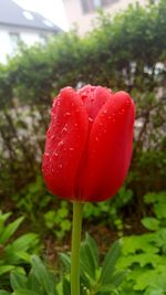 Close-up of red poppy flower