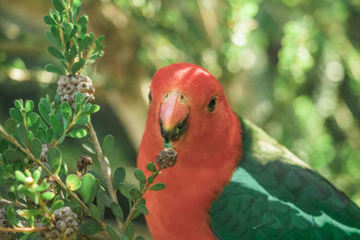 Close-up of parrot perching on plant