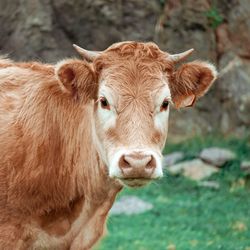 Beautiful brown cow portrait in the meadow